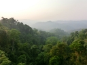 gibbon (48)